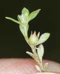 Chaffweed